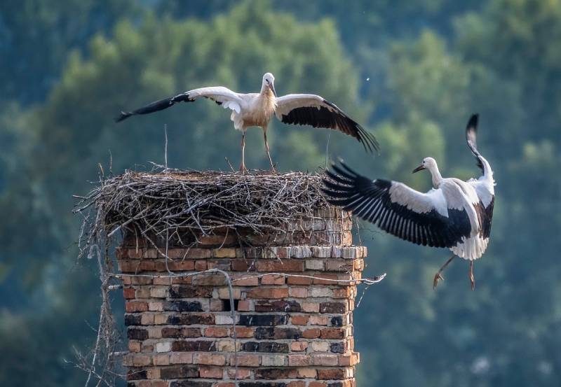 Professional Chimney Animal Removal Services in Bethesda, Maryland