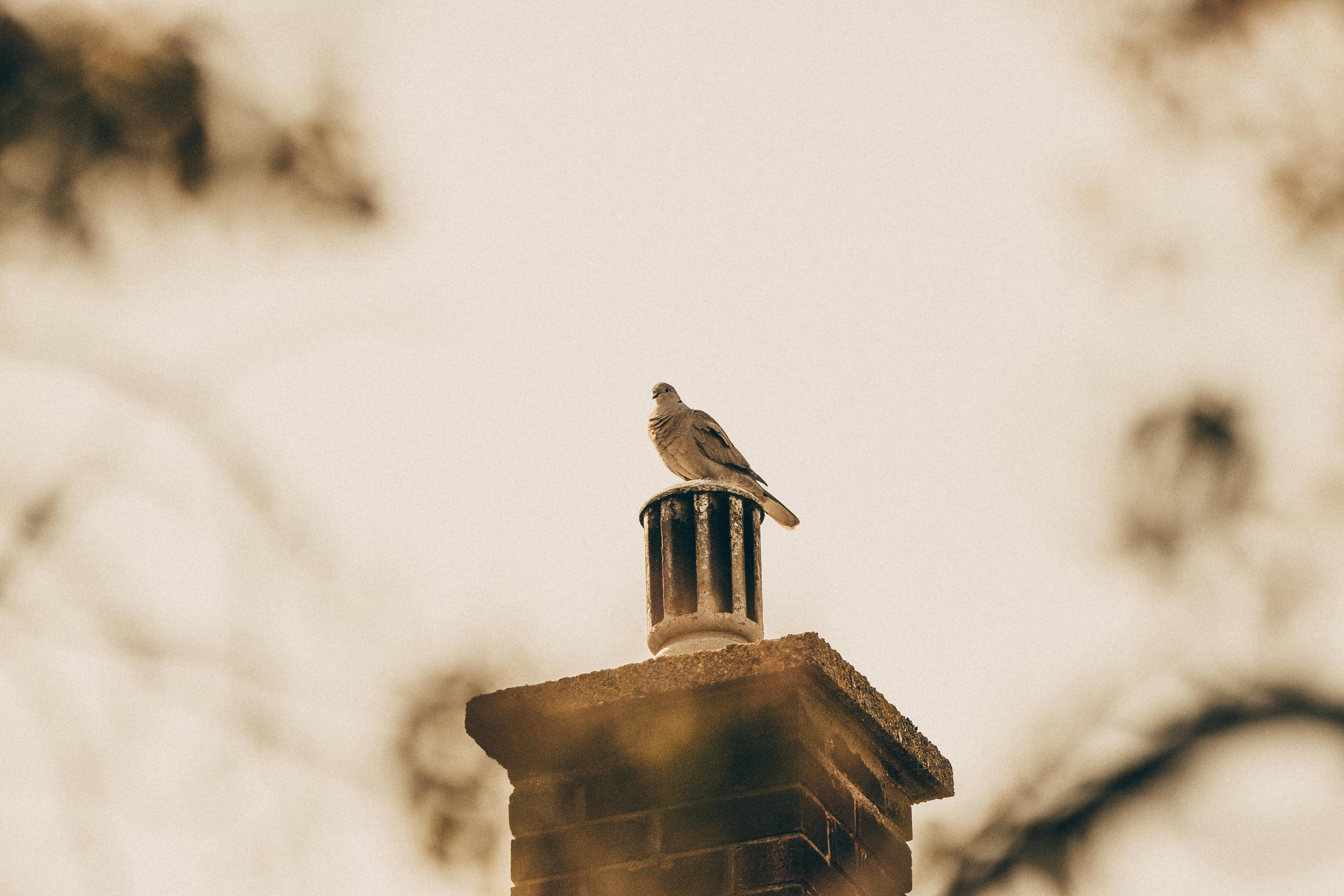 Professional Chimney Cap and Damper In Bethesda Maryland